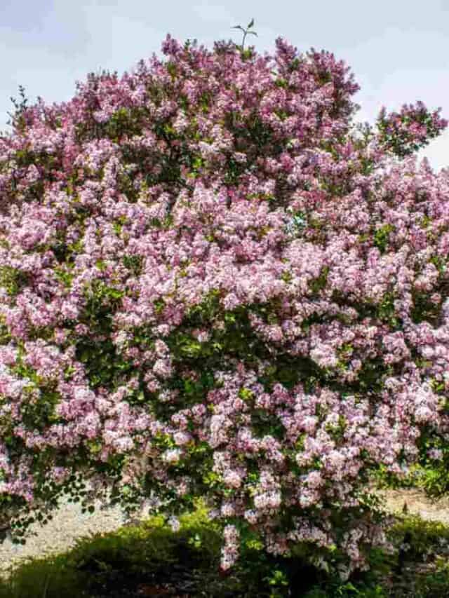 How to Grow and Care for a Lilac Tree Guide) Natural