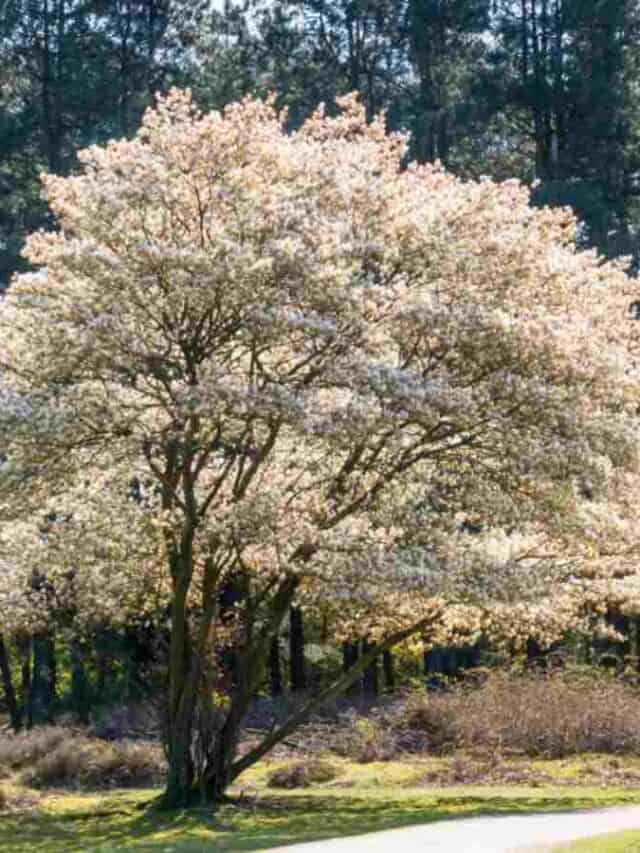 How to Plant, Grow and Care for Serviceberry Tree Complete Guide