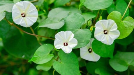 Moonflower with white flowers and green leaves