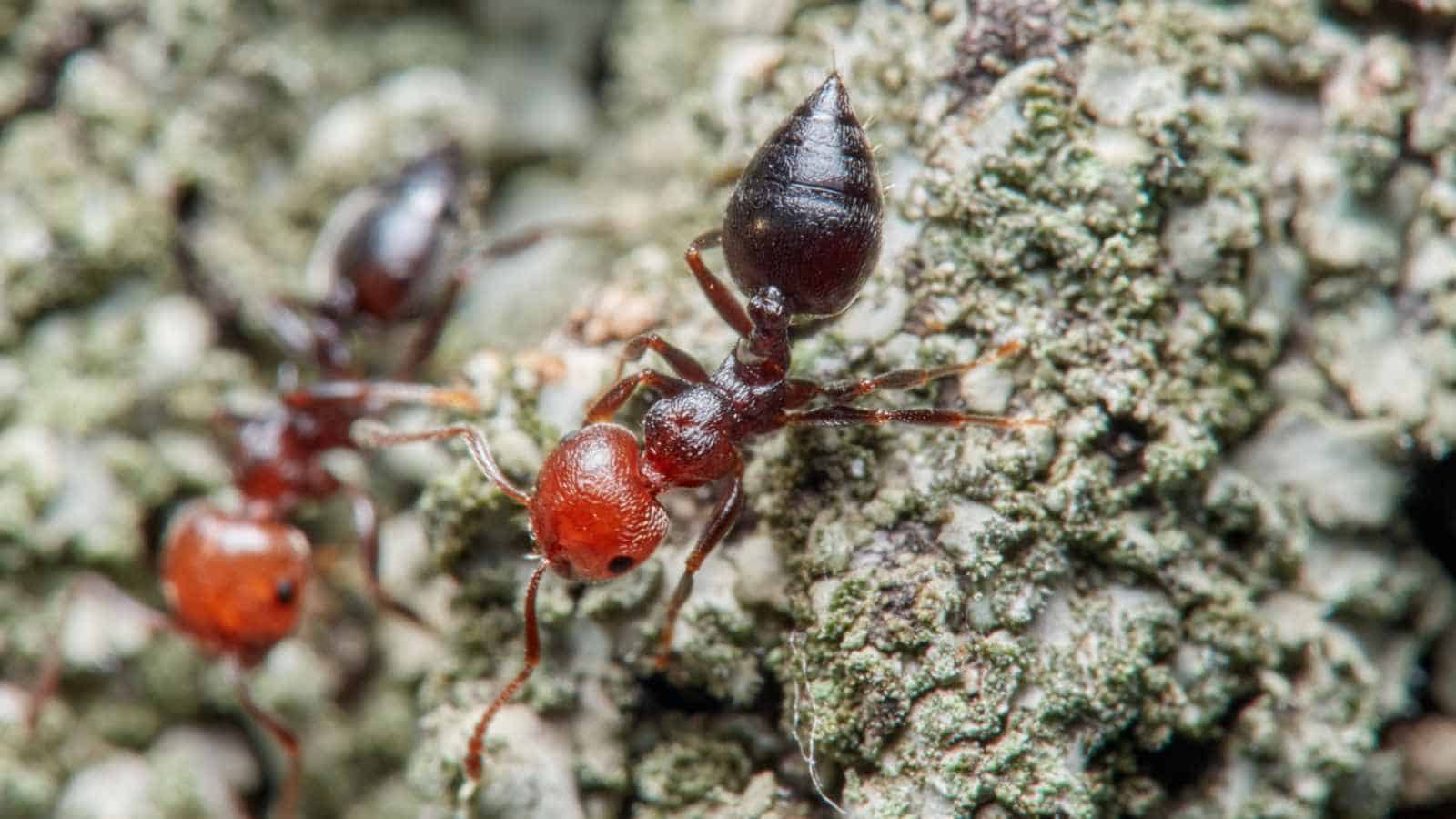 Macro of acrobat ants