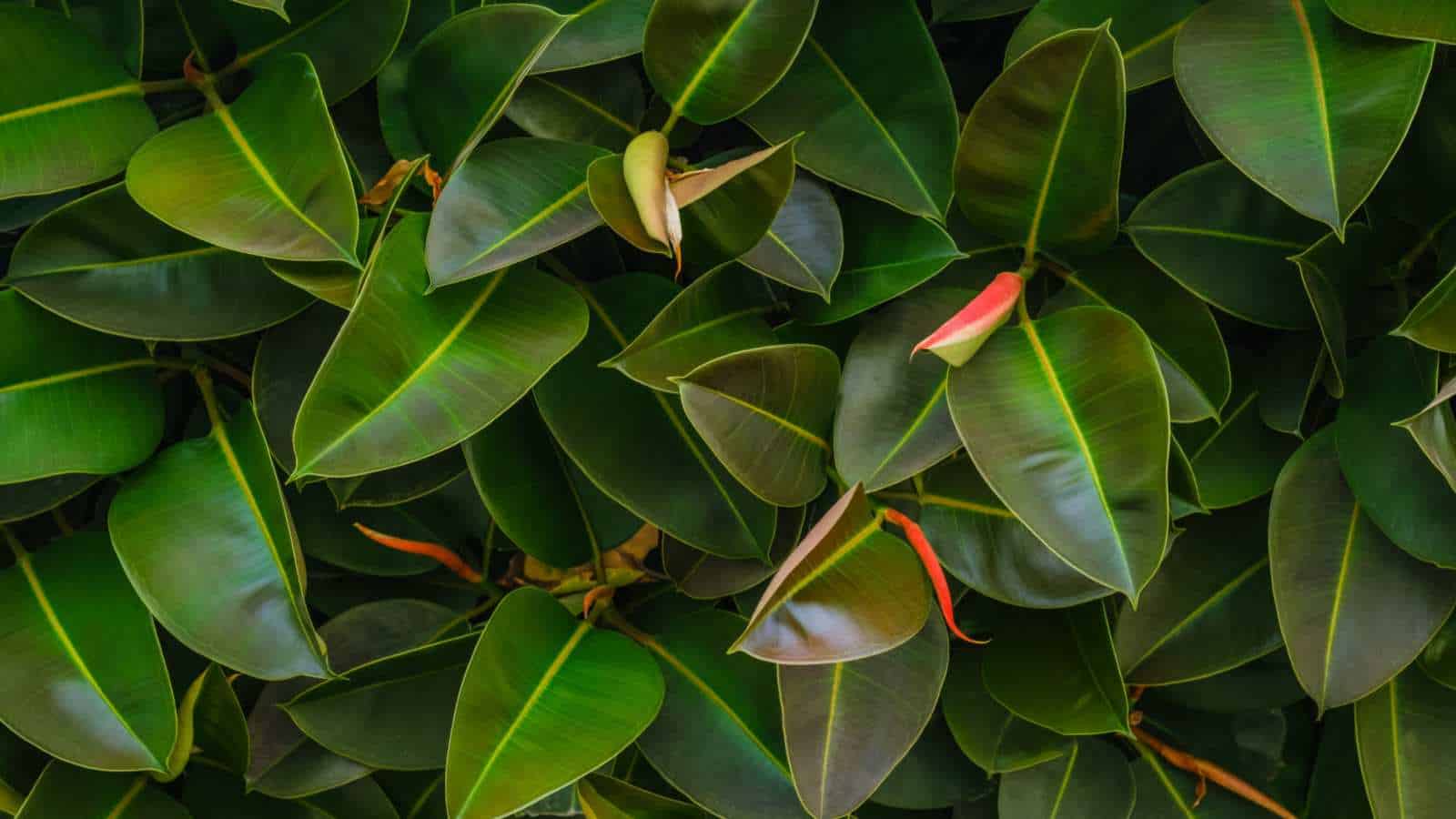 Leaves of the African Rubber Tree (Ficus elastica)