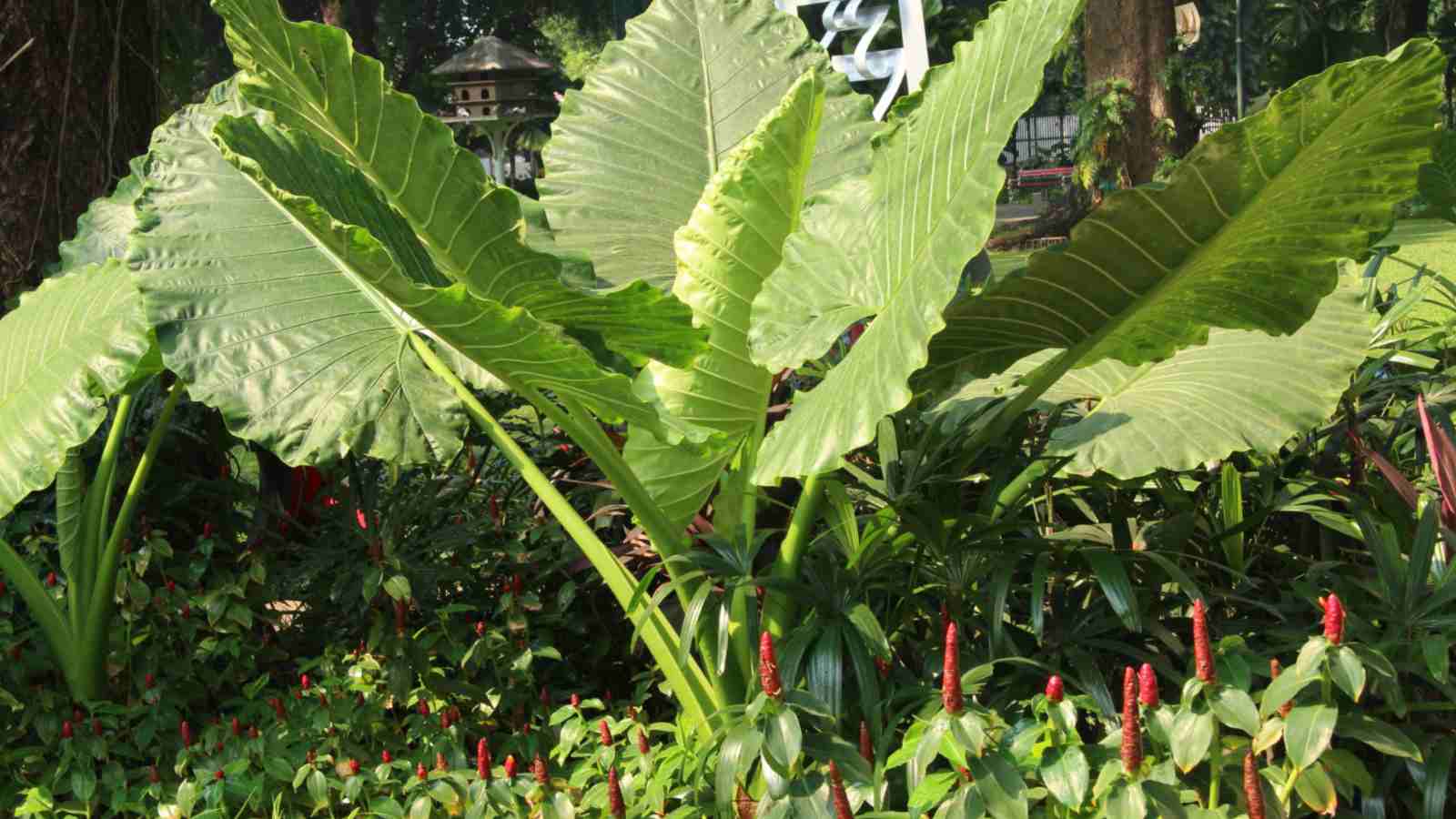 Alocasia (Alocasia) huge leaves in the garden