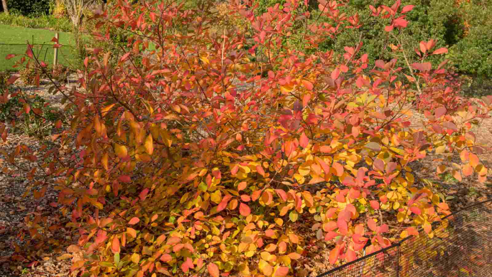 Leaves of American Smoke Tree in an arboretum