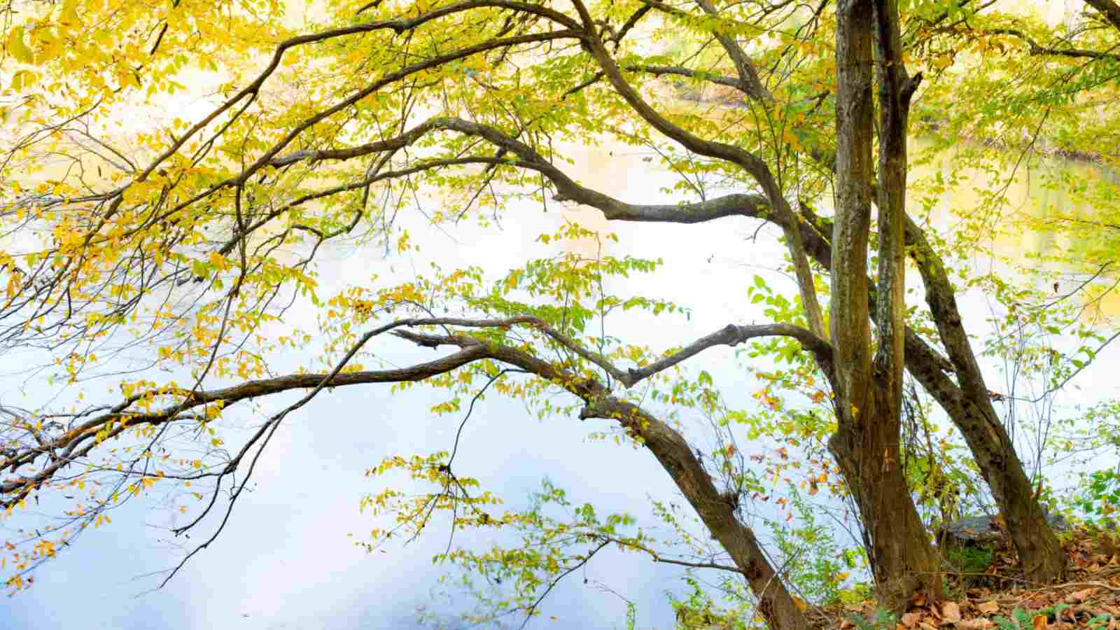 American hornbeam tree with autumn foliage near a river