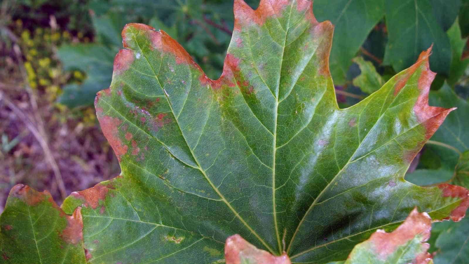 Anthracnose in maple leaves