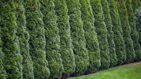 Arborvitae trees lines up in a garden