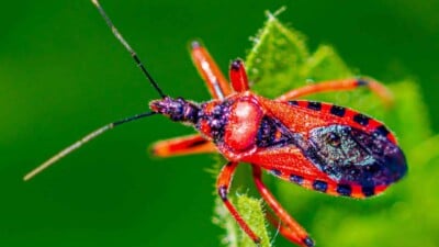 Macro of an assassin bug in a green plant