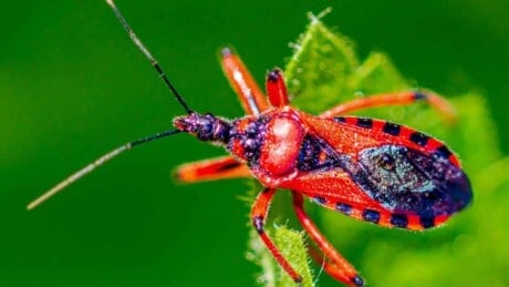Macro of an assassin bug in a green plant