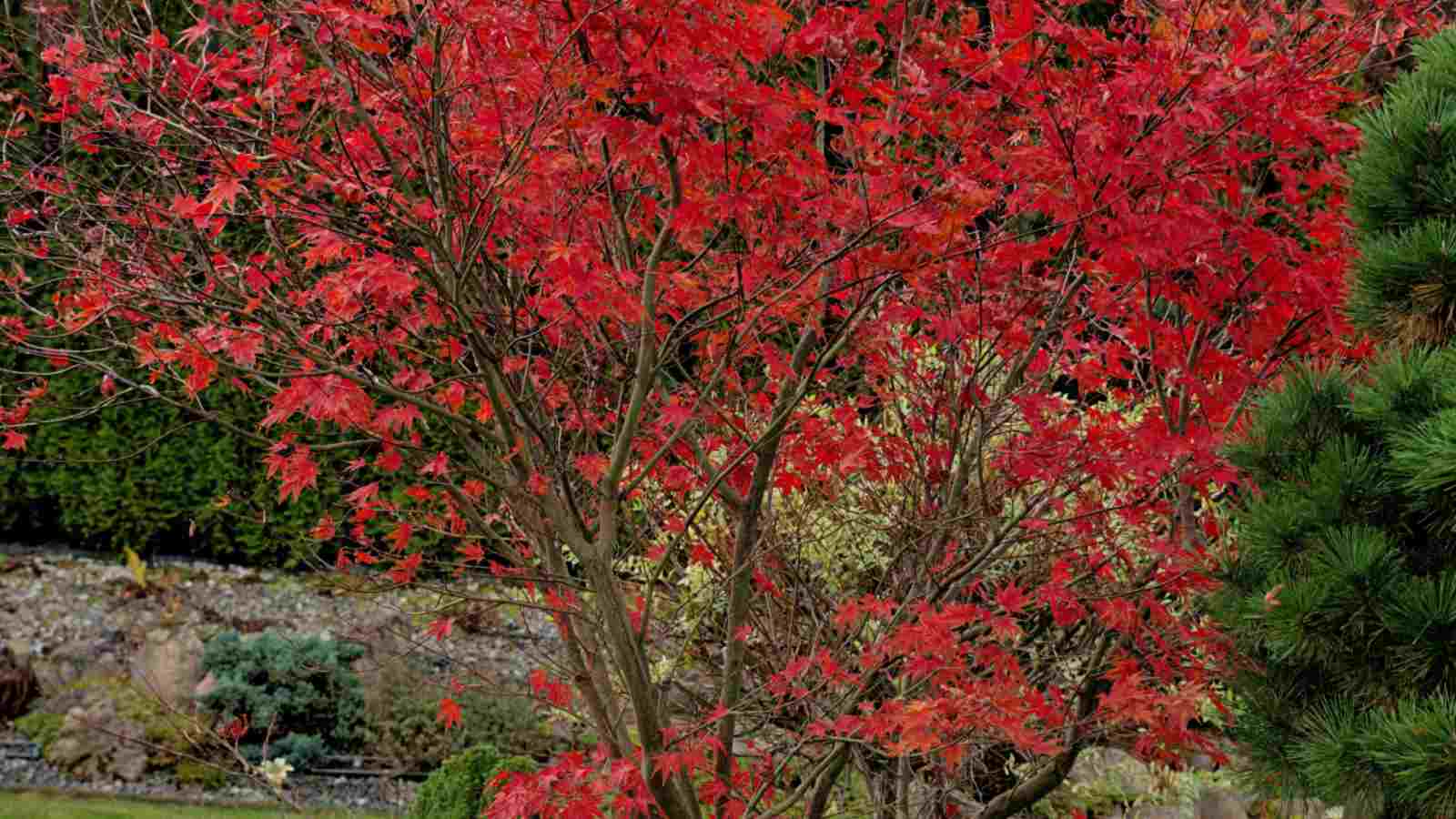Red leaves of Bloodgood Japanese maple during autumn