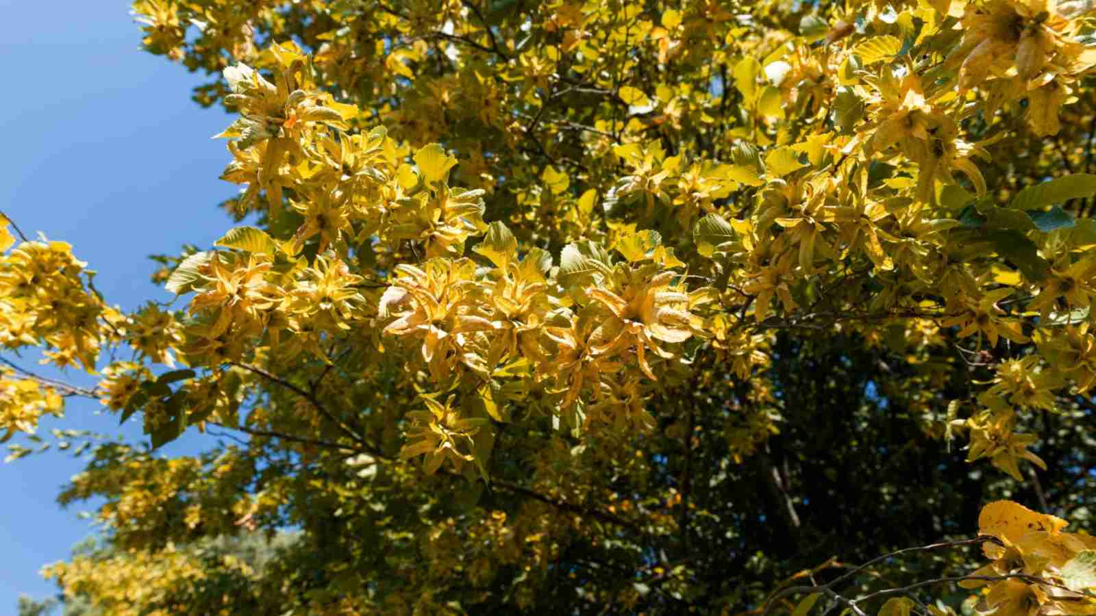 Golden yellow leaves of hornbeam tree with sun rays