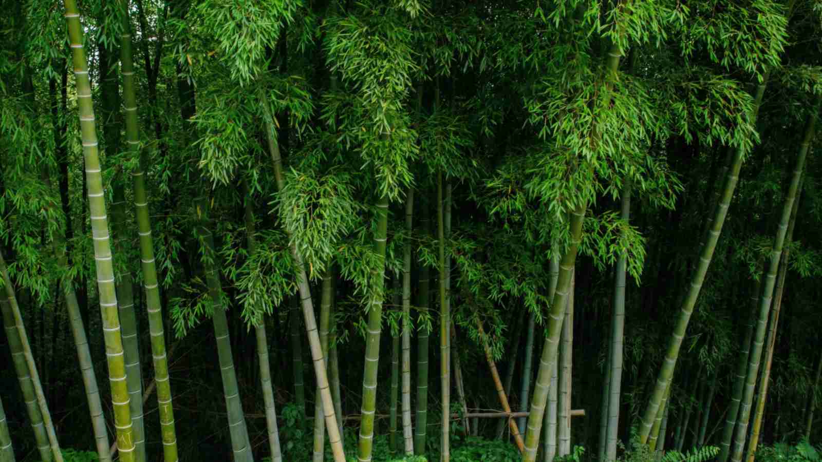 Bamboo (Bambusoideae) trees in the forest