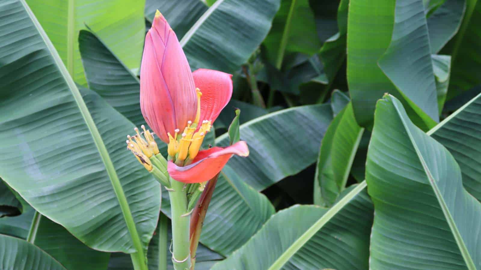 Banana Plant (Musa) green leaves and flowers