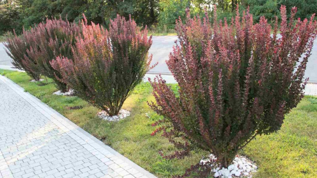Barberry bush in the garden