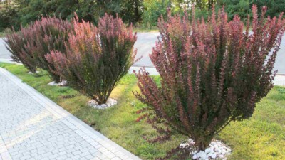 Barberry bush in the garden