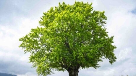 Beech tree on a sunny day