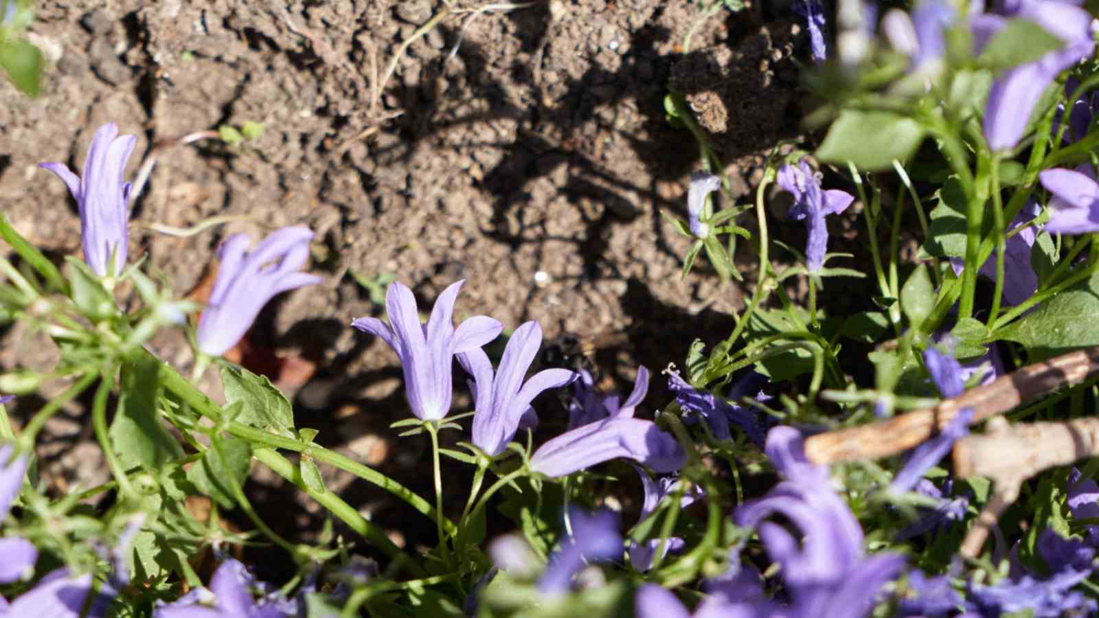 Betty Corning Clematis (Clematis ‘Betty Corning’)