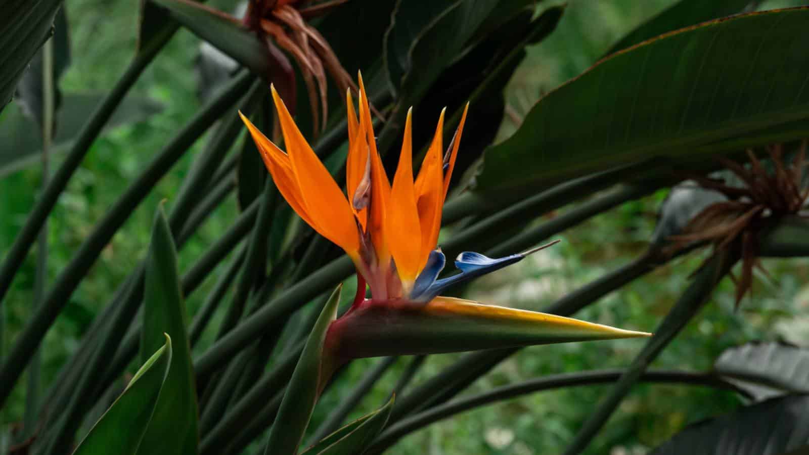 Bird of Paradise (Strelitzia reginae) flower