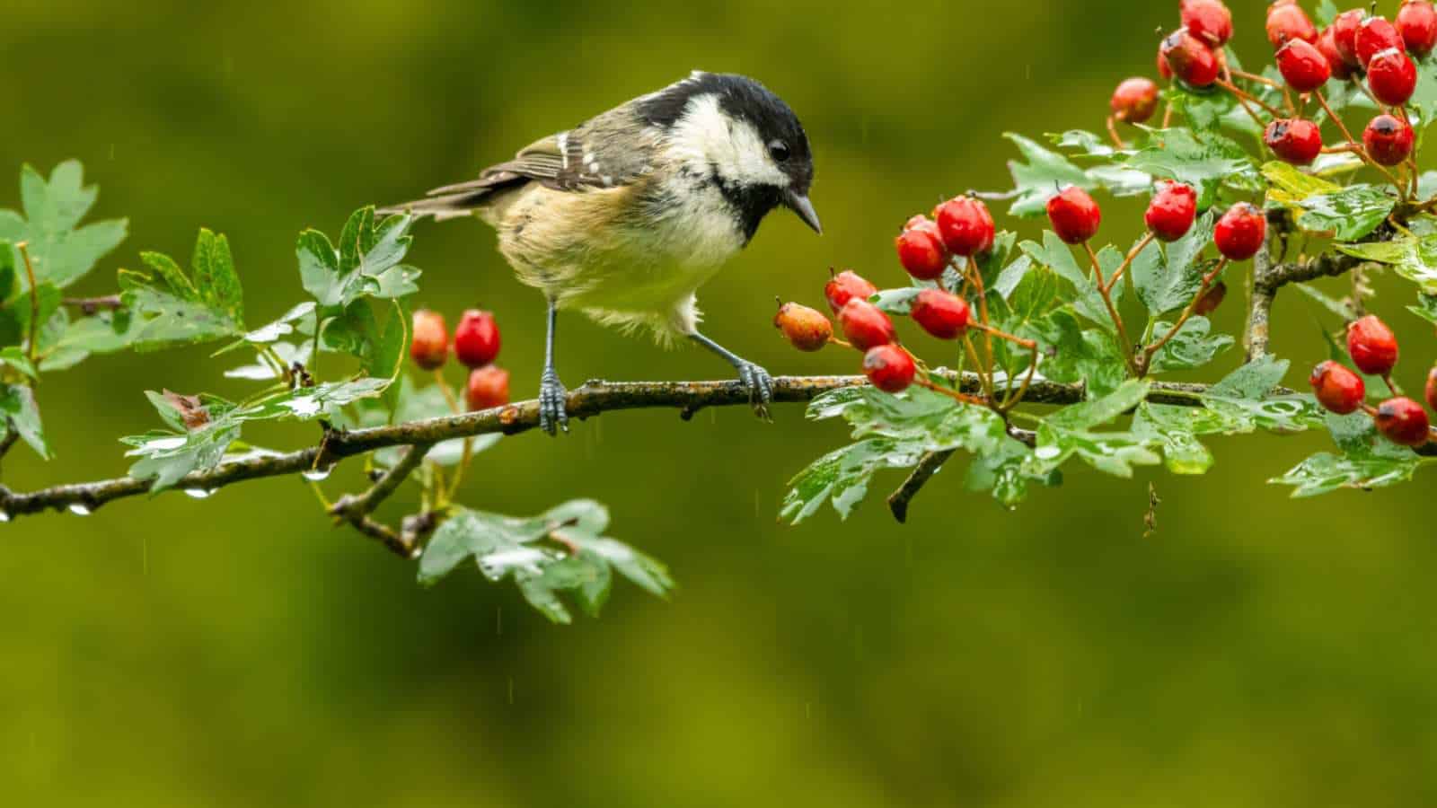 Wet coal tit bird perching on a hawthorn branch about to eat its red berries