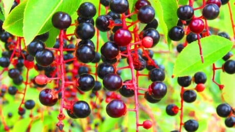 Closeup shot on the black berries of a Black Cherry tree