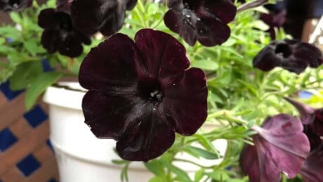 Black velvet petunia flowers in a white pot