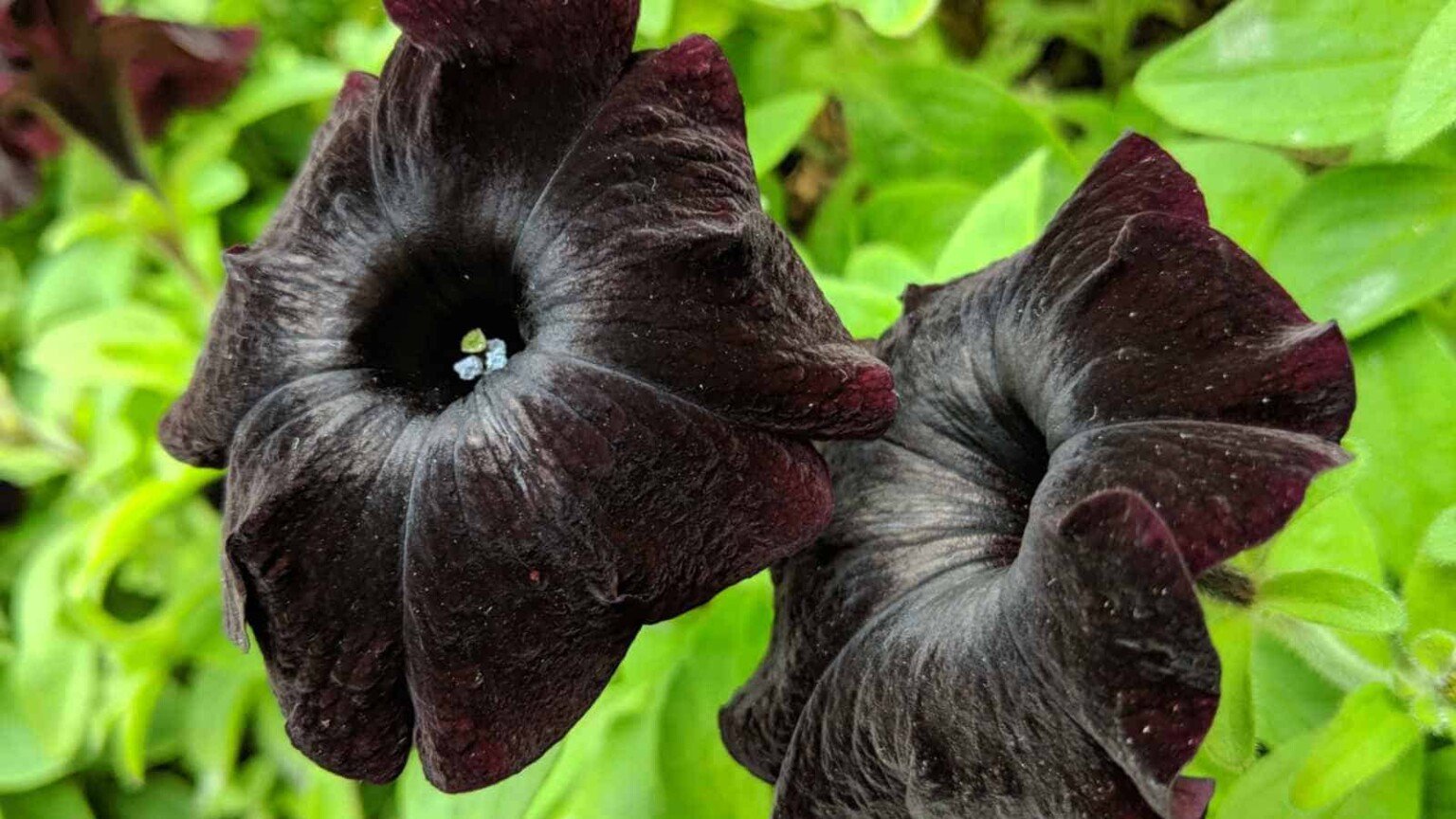 27 Black Flowers: Exploring Nature's Dark Elegance