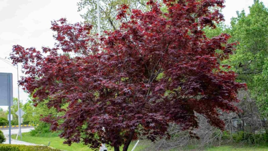 Purple Leaves of the Bloodgood Japanese Maple tree