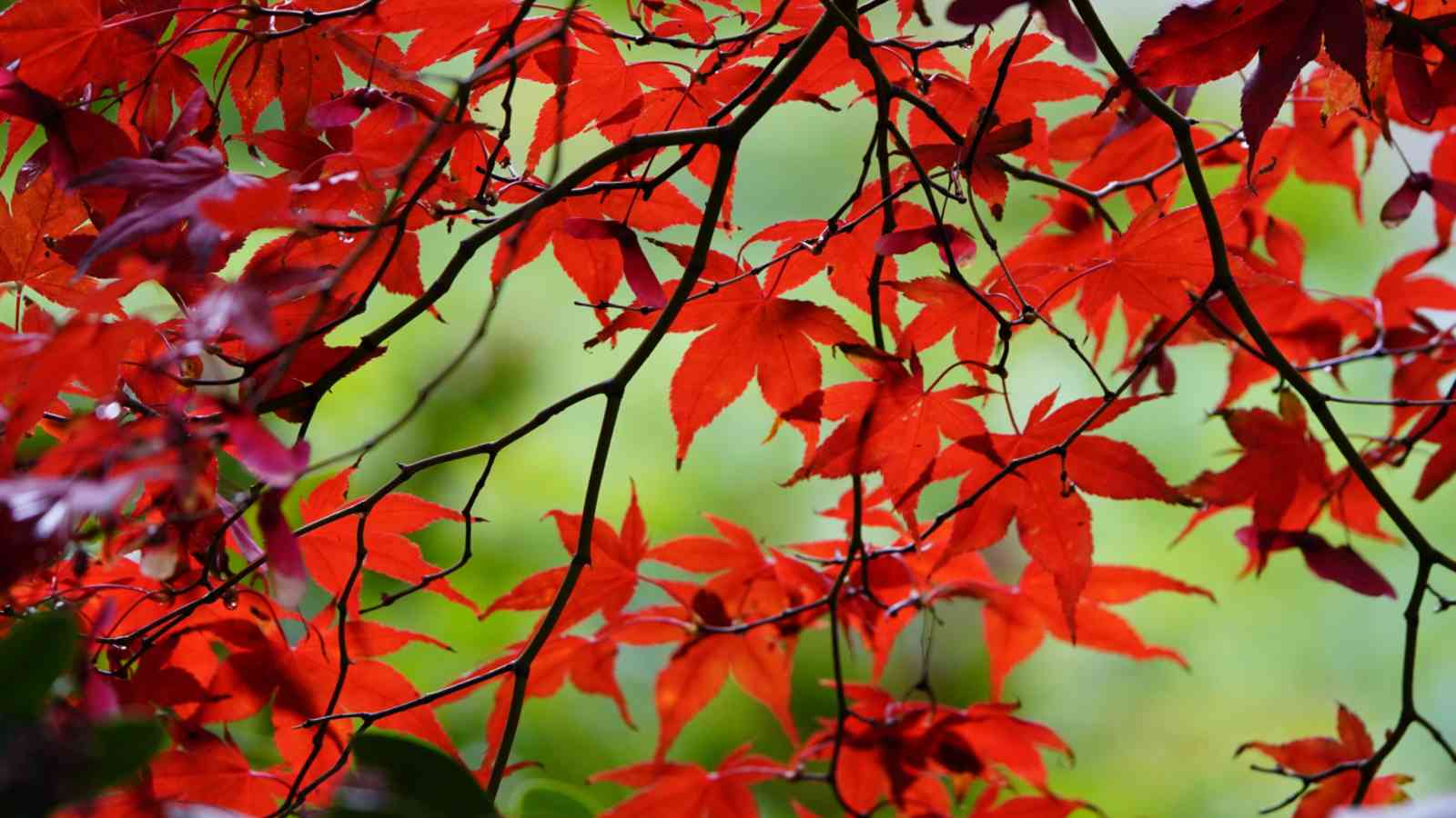 Branches of the Bloodgood Japanese maple with red leaves
