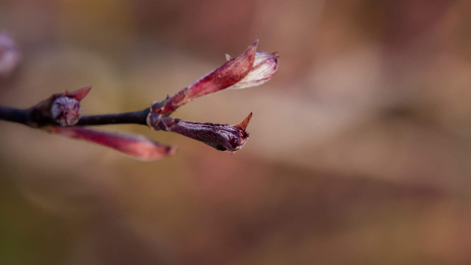Buds of Bloodgood Japanese maple