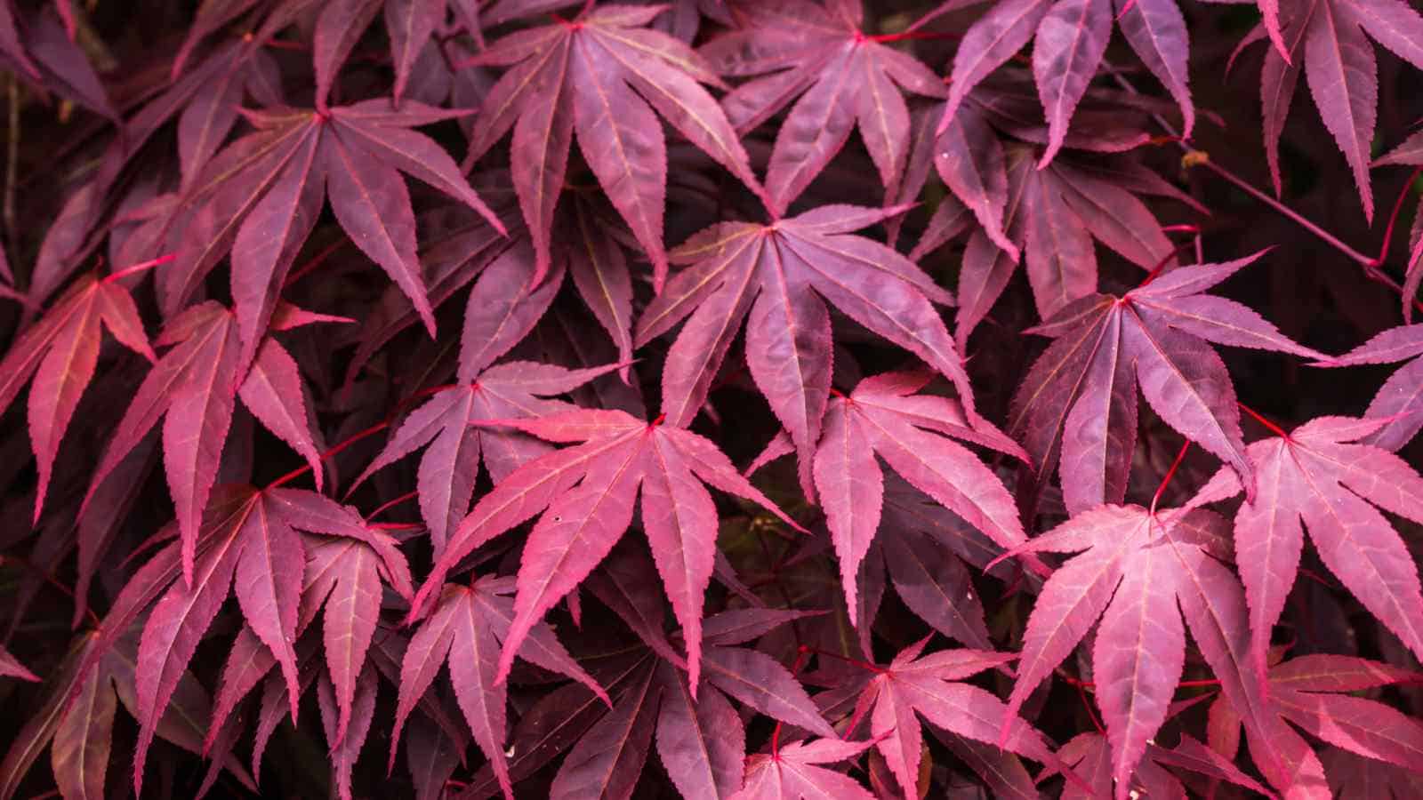 Closeup on Bloodgood Japanese Maple tree leaves