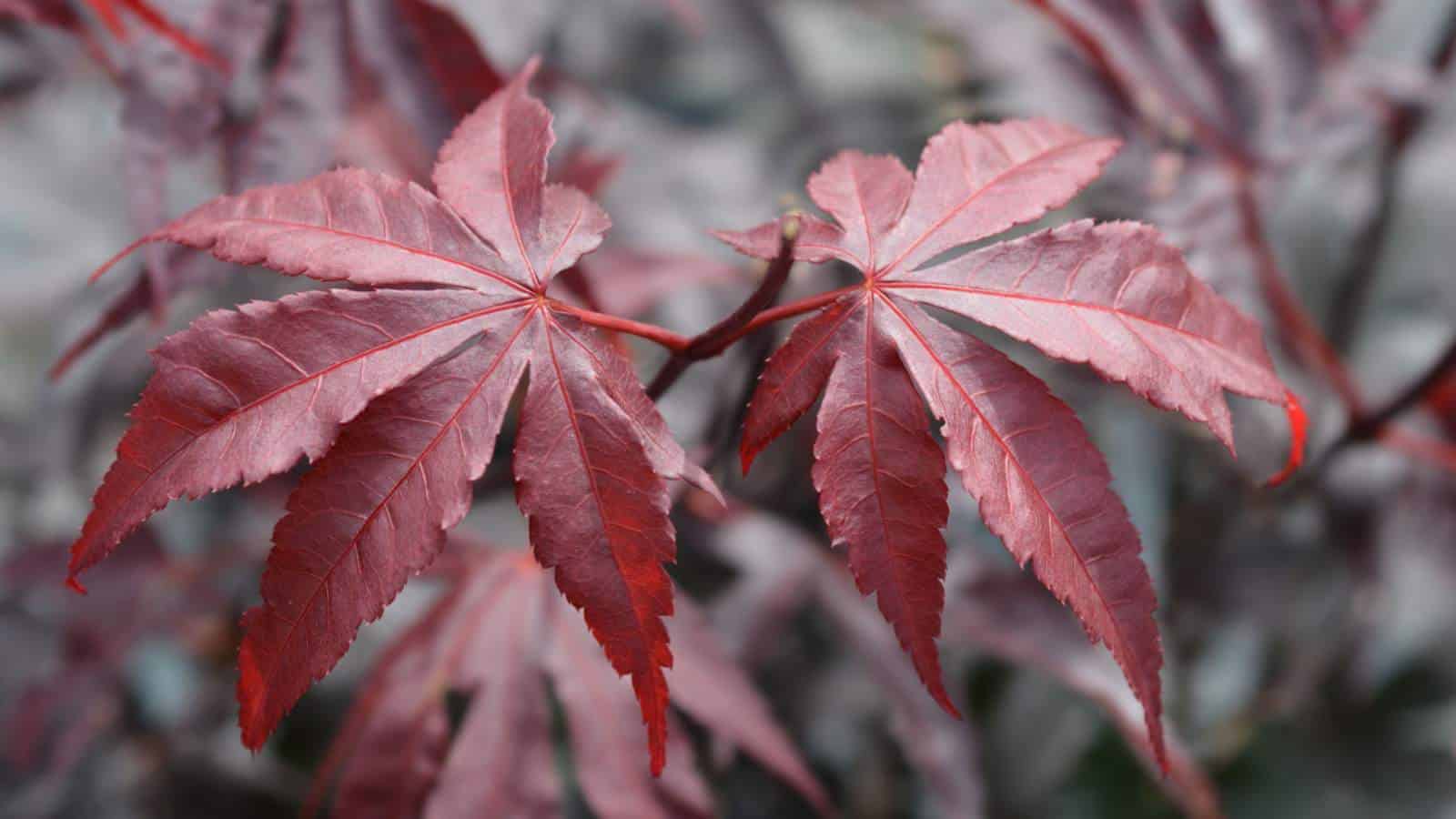 Closeup shot of Acer palmatum Bloodgood leaves