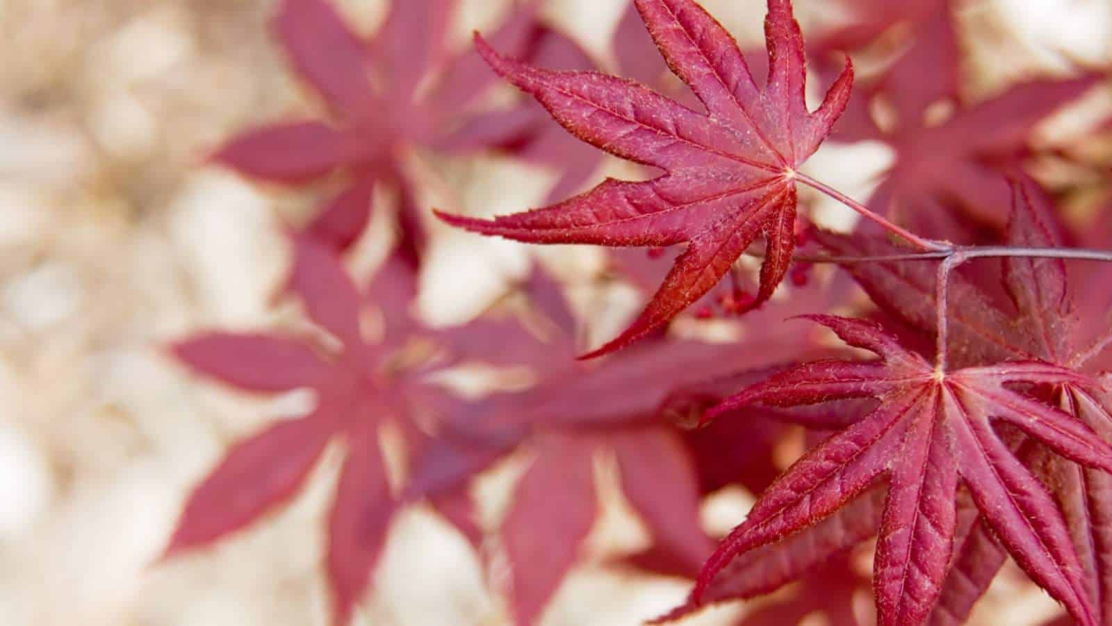 Selective focus on the young leaves of a Bloodgood Japanese maple tree