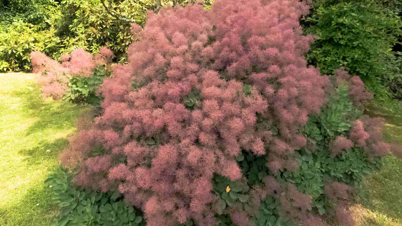 European smoke bush with pink plumes in the garden