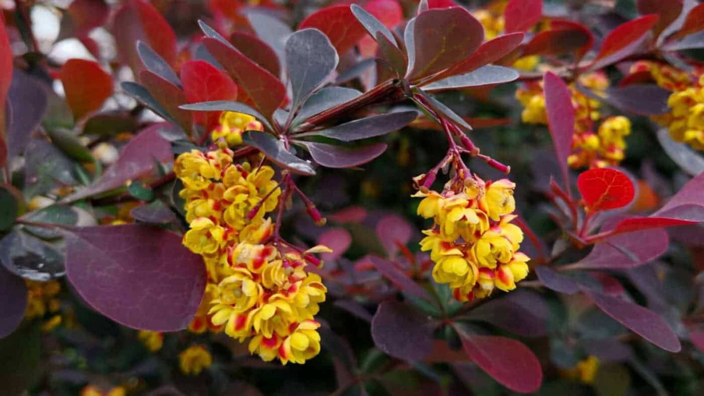 How To Grow And Care For Barberry Bush Complete Guide 