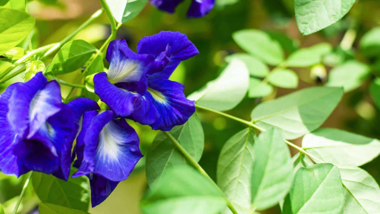 Blue Blossoms
