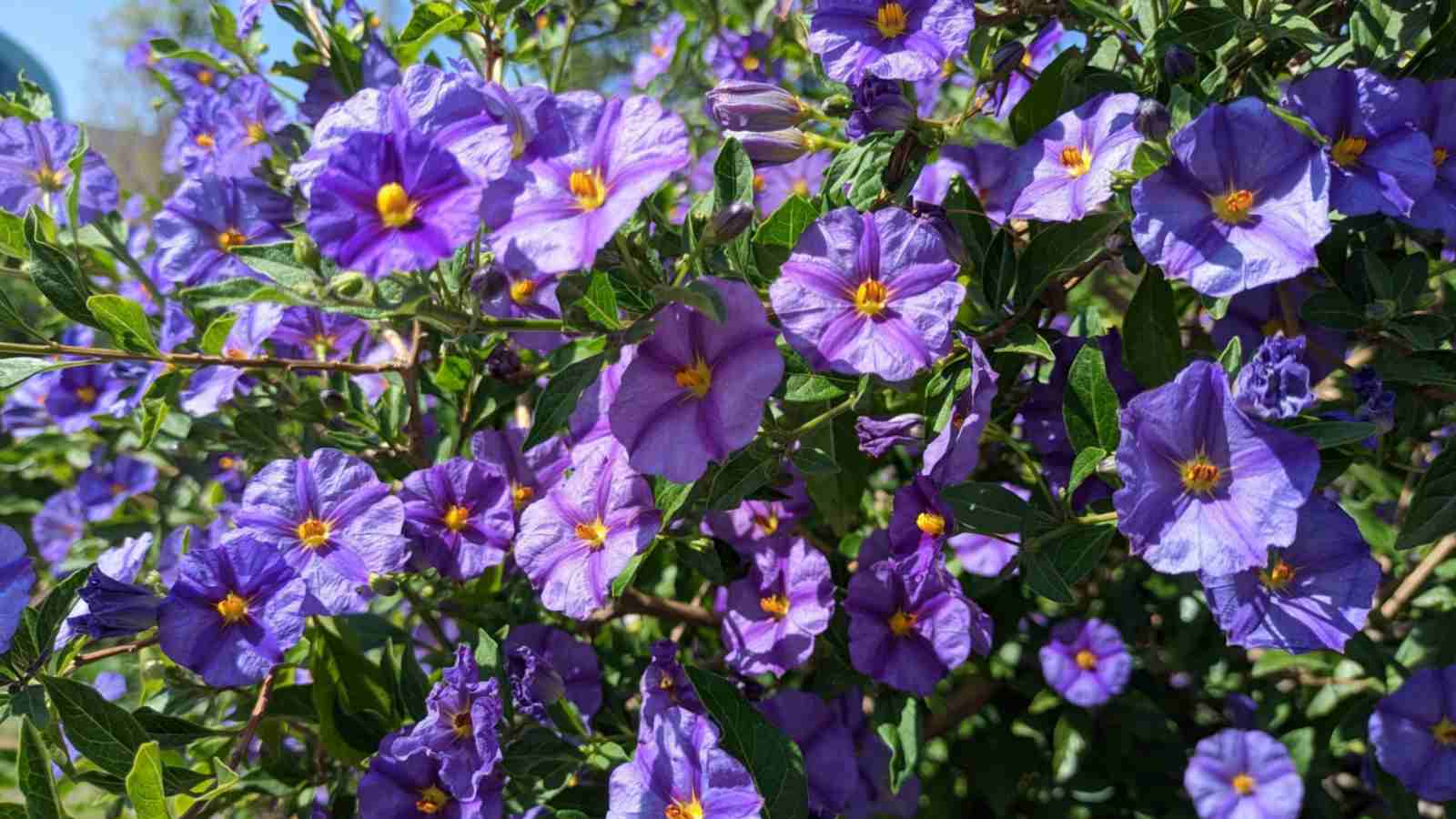 Blue Potato Vine (Lycianthes rantonnetii)