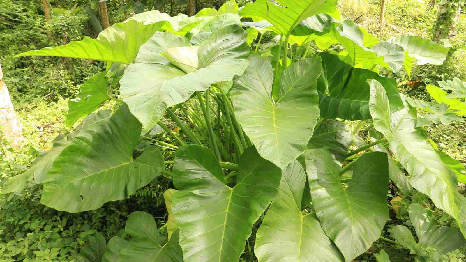 Blue Taro (Colocasia esculenta) green leaves