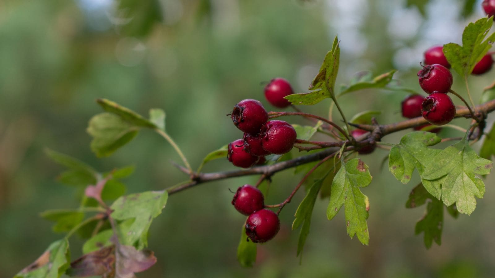 Russian Hawthorn (Crataegus ambigua) with red berries and green leaves