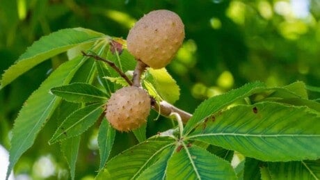 Buckeye tree branch with fruits and leaves