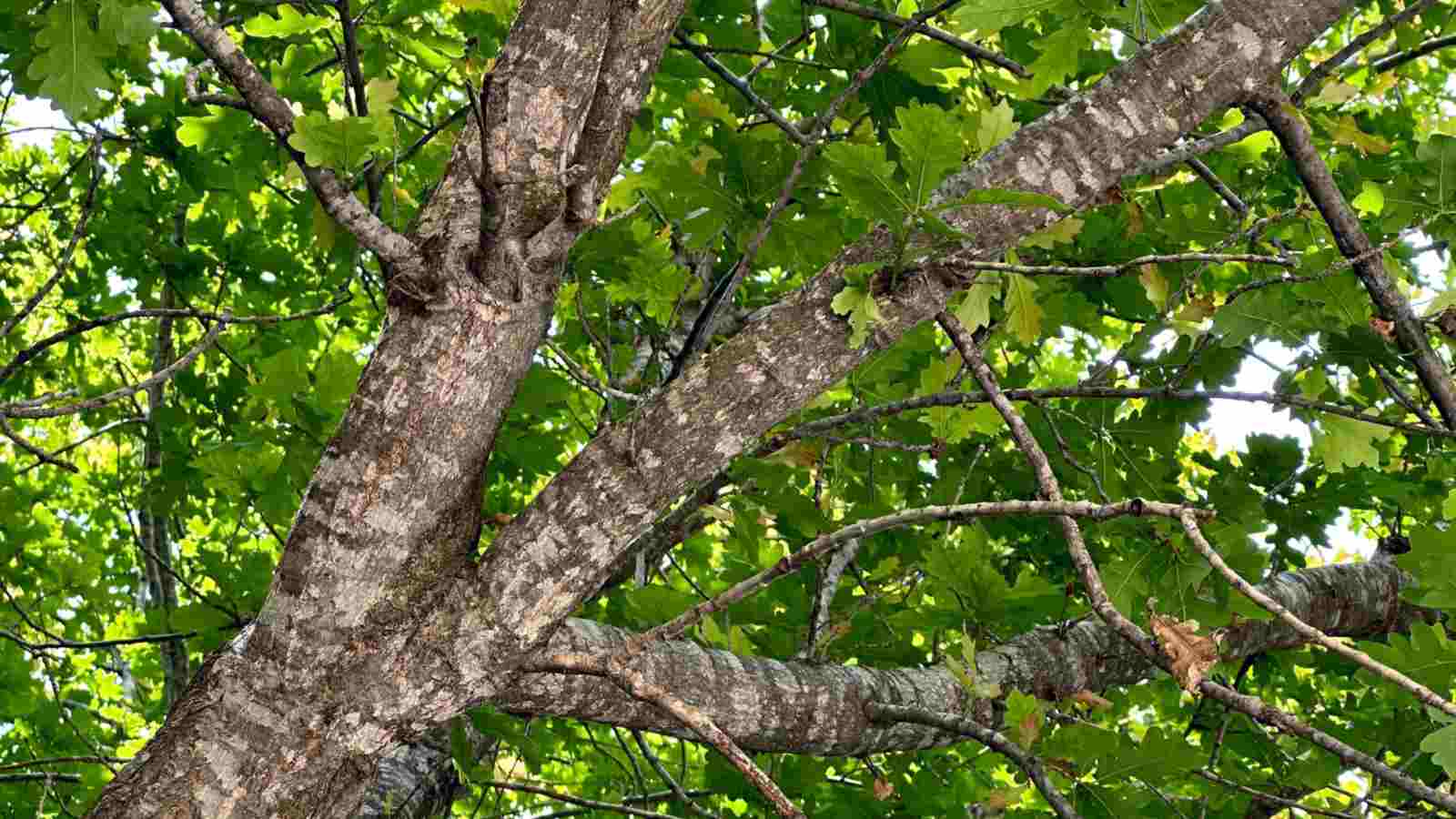 Branches of the Bur Oak with green leaves