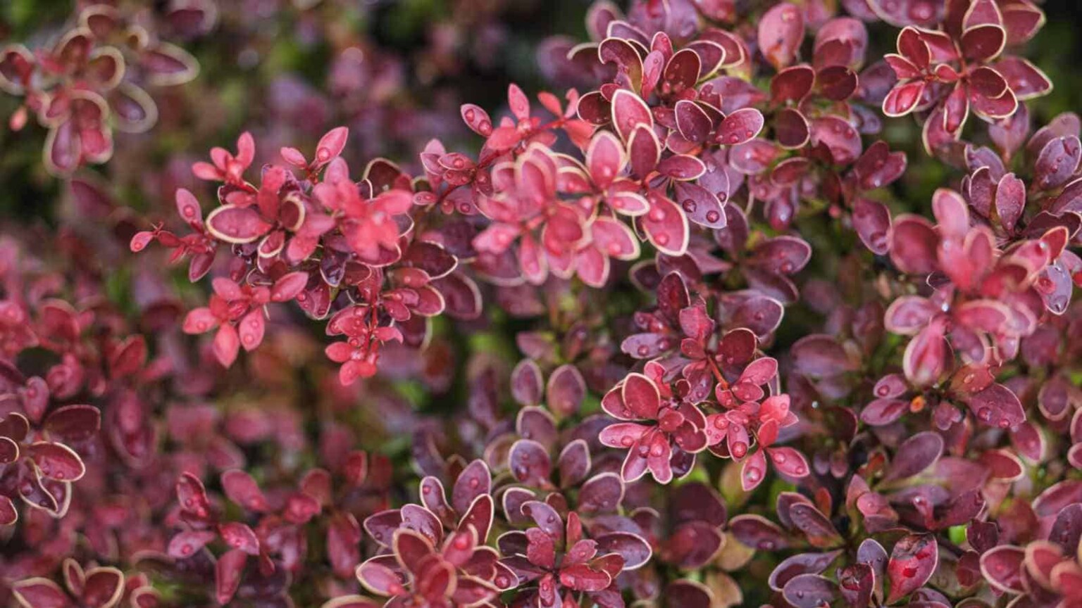 How To Grow And Care For Barberry Bush Complete Guide 