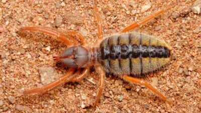 Focus shot of a camel spider