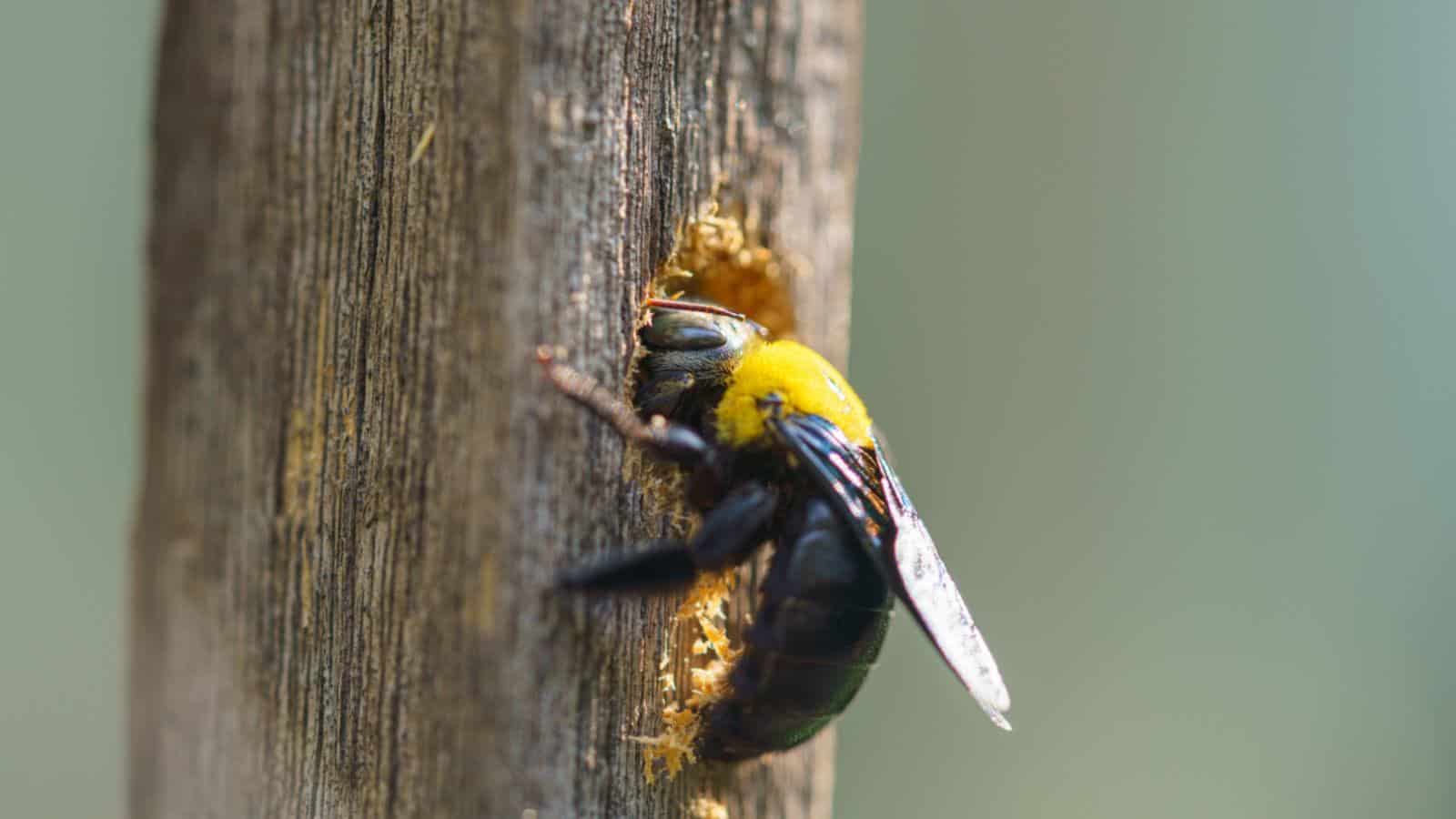 Carpenter bee making a hole on wood