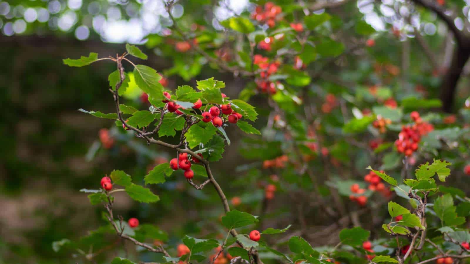 Red berries of Chinese Hawthorn (Crataegus pinnatifida)