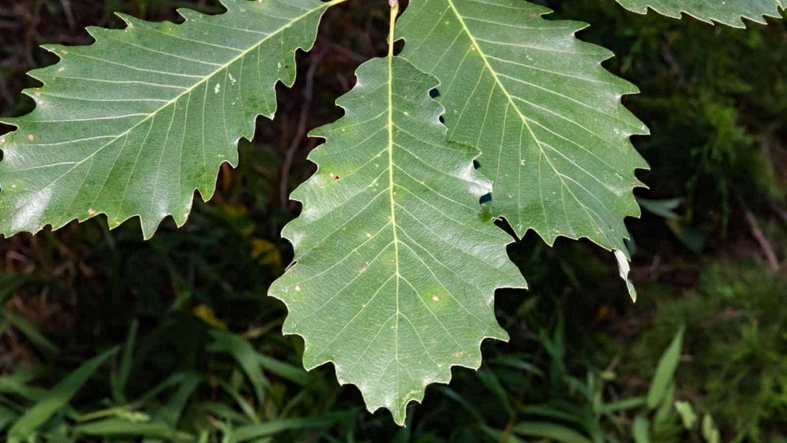 Close-up shot on the green leaves of Chinkapin Oak