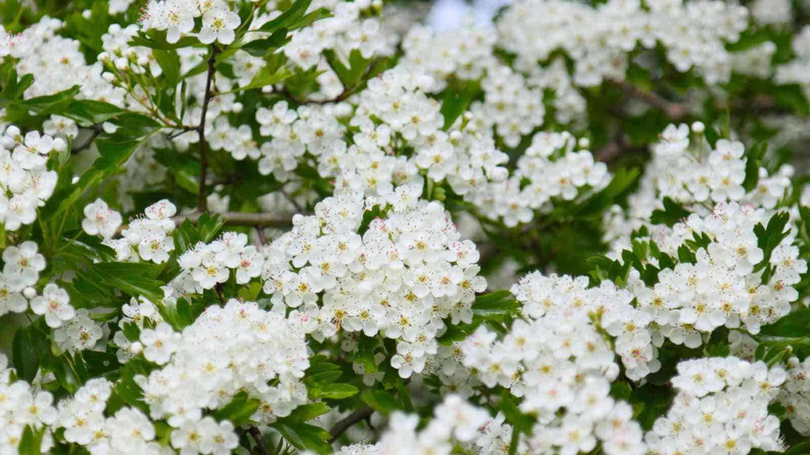 White hawthorn flowers close-up view