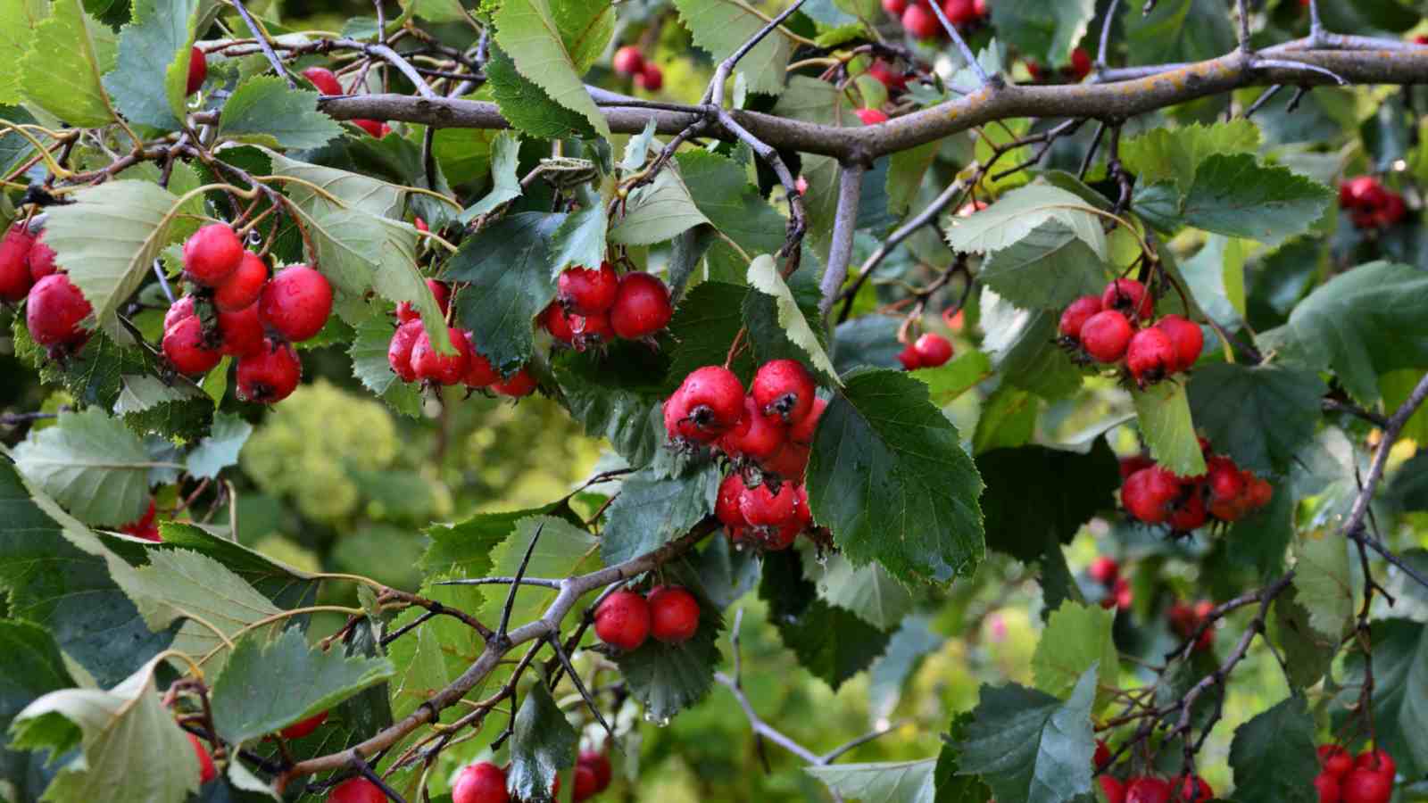 Cockspur Hawthorn (Crataegus crus-galli) with red berries and green leaves