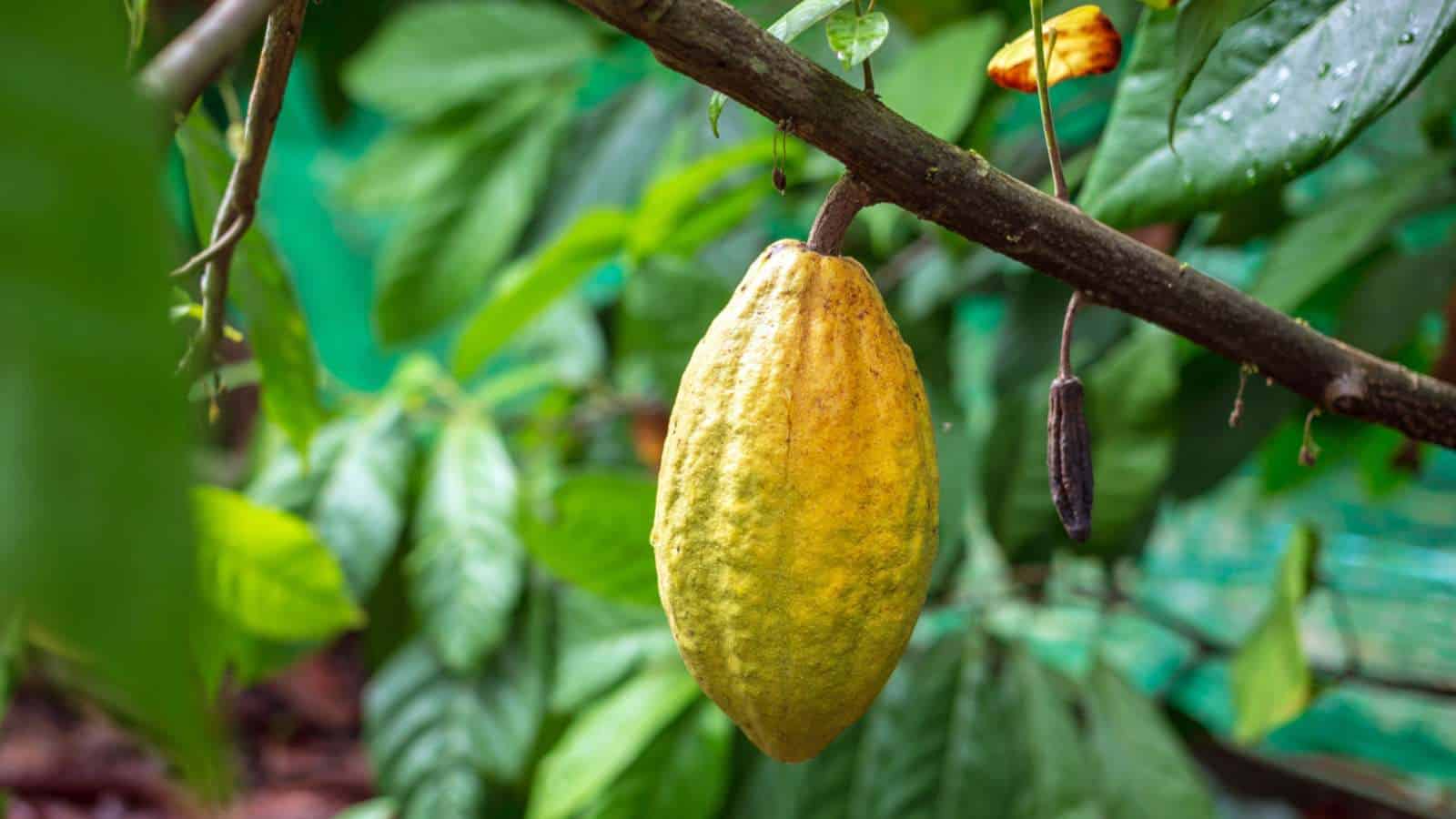 Cocoa Tree (Theobroma cacao) yellow fruit hanging on the branch