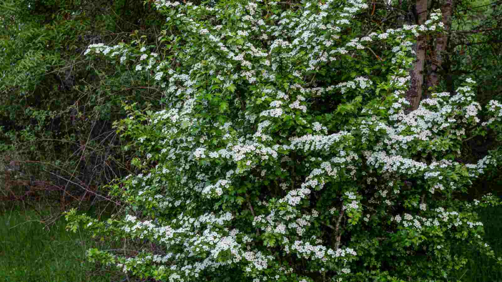Common Hawthorn (Crataegus monogyna) with blooming white flowers