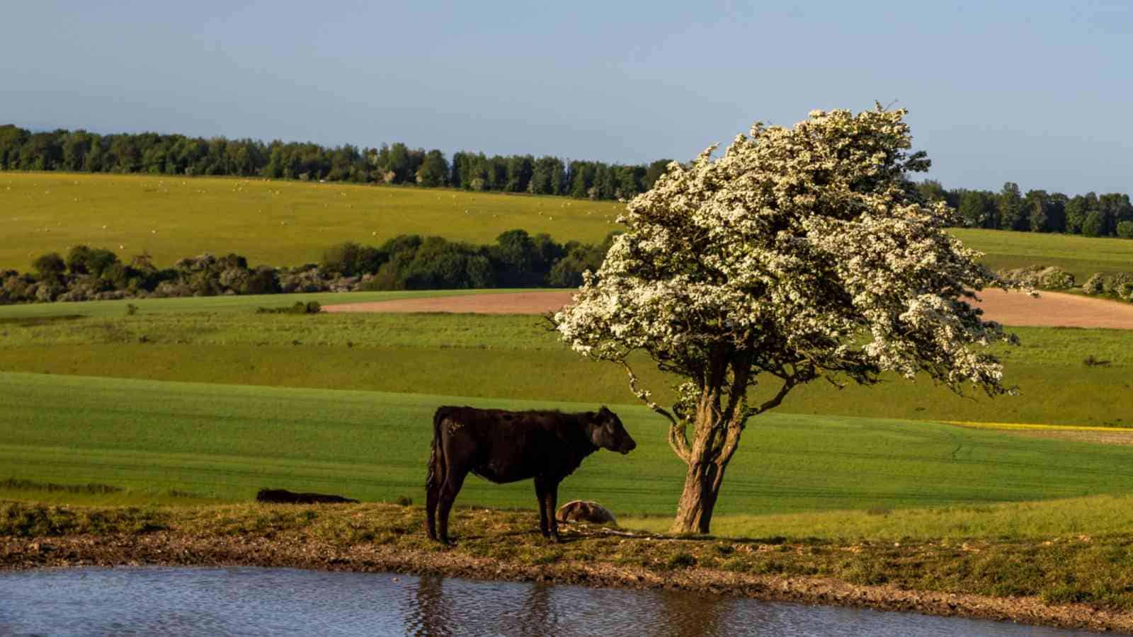 Hawthorn tree near a pond with a cow nearby