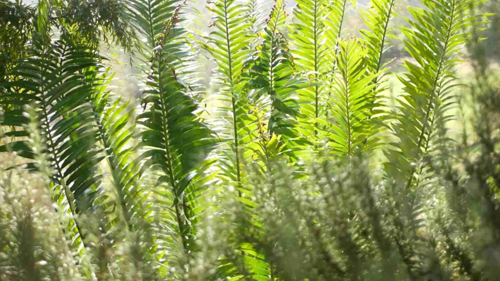 Cycad (Cycadaceae) green leaves
